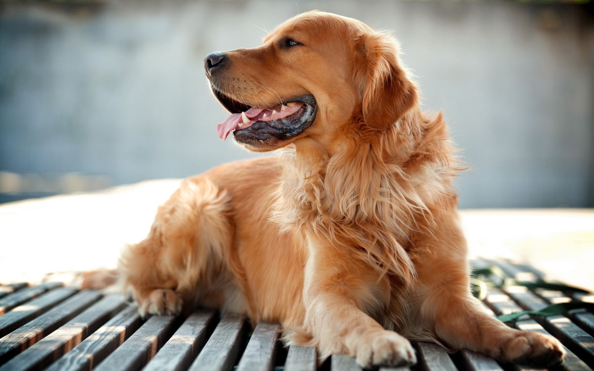 chien chien mignon animal de compagnie portrait cynologue mammifère s asseoir fourrure petit animal chiot domestique aperçu