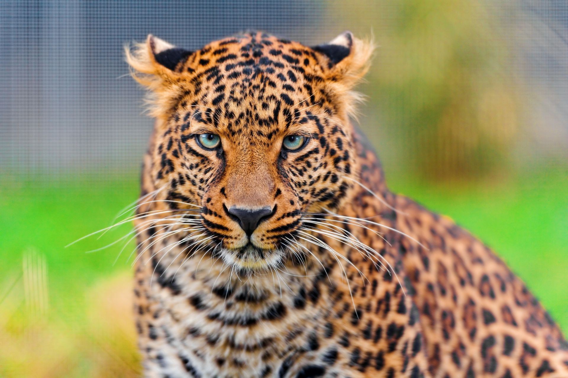 leopardos vida selvagem gato animal natureza selvagem mamífero predador caçador jardim zoológico