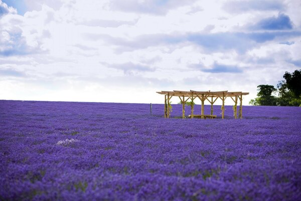 La belleza divina de un enorme campo de lavanda