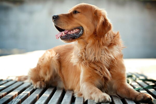 A good dog with a caramel coat color