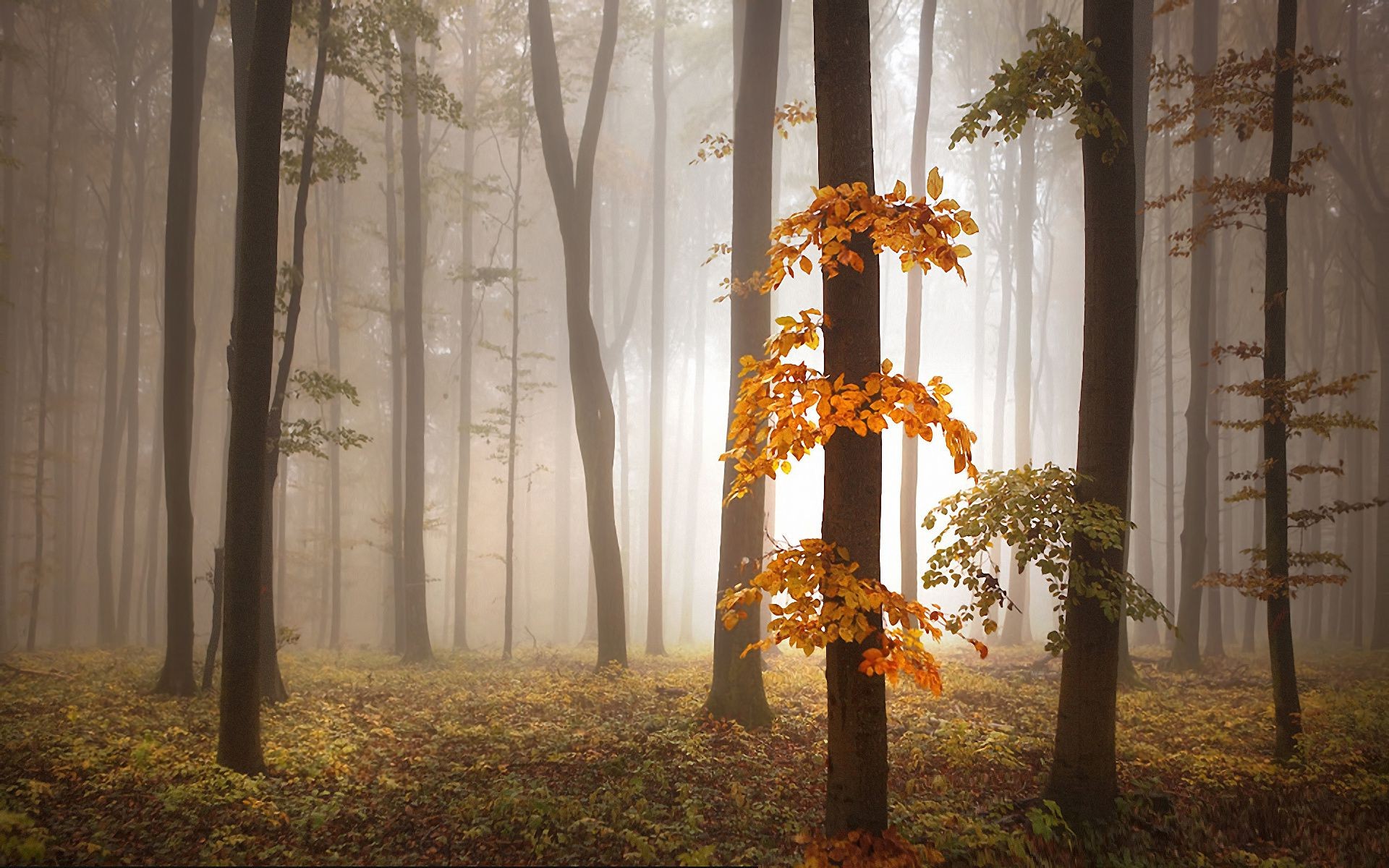 autunno autunno legno albero foglia