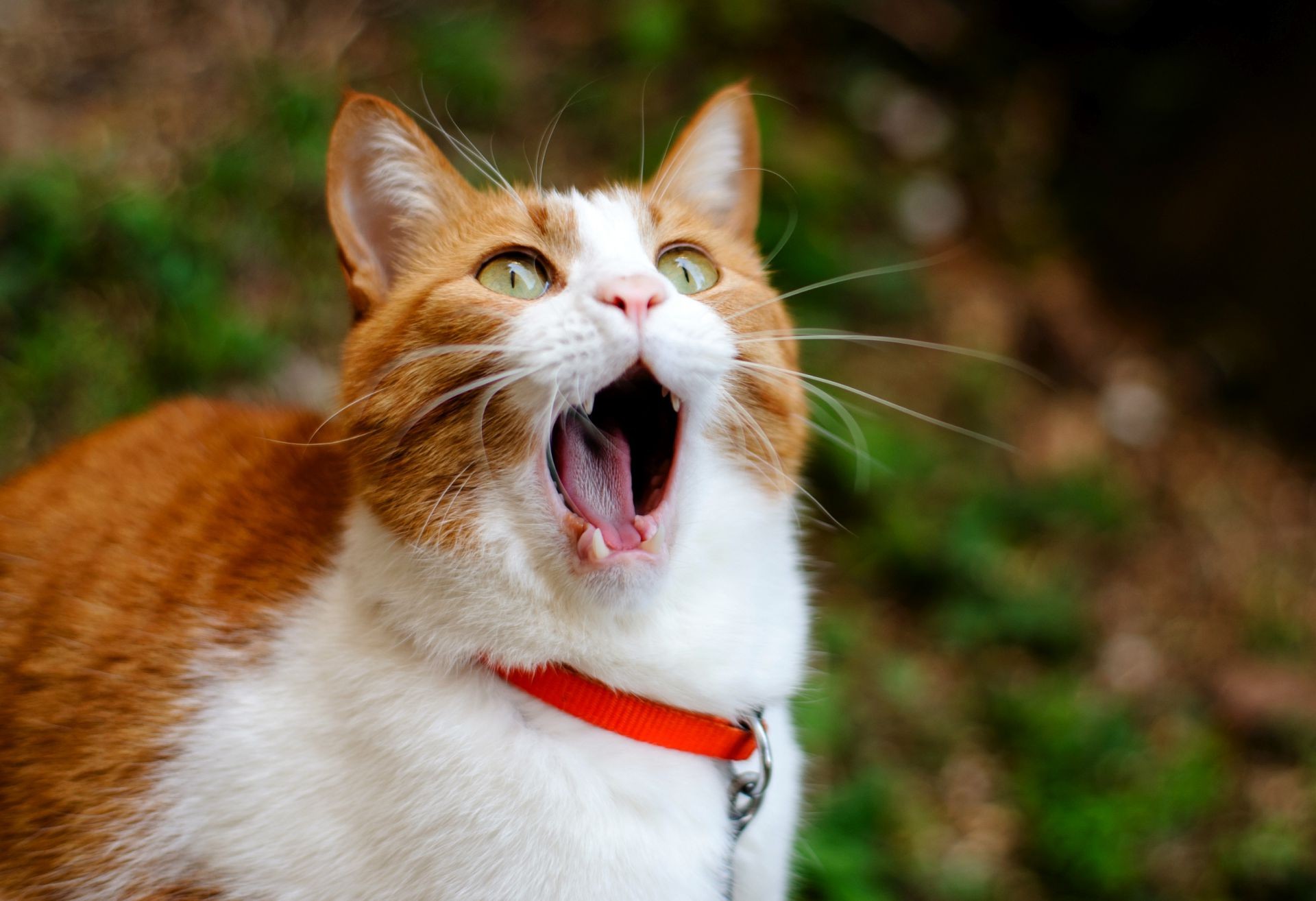 gatos lindo gato animal mamífero ojo mascota pelaje pequeño retrato naturaleza joven ver divertido