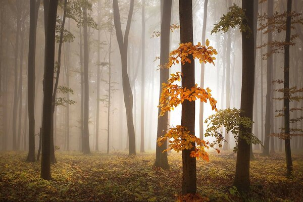 Herbstlaub im nebligen Wald