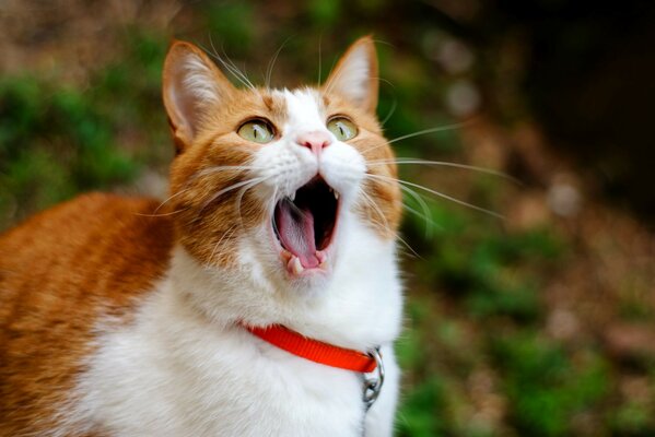 Chat en colère contre le propriétaire et la météo