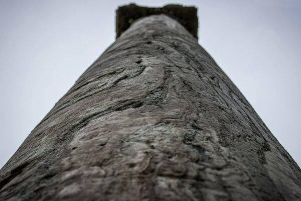 Voyages. Réserve. Arbre centenaire