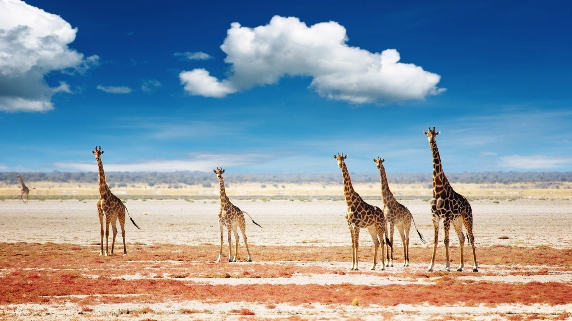 giraffe giraffa collo safari fauna selvatica natura mammifero animale savana selvaggio viaggio deserto cammello arabo cammello alto parco lungo all aperto cielo