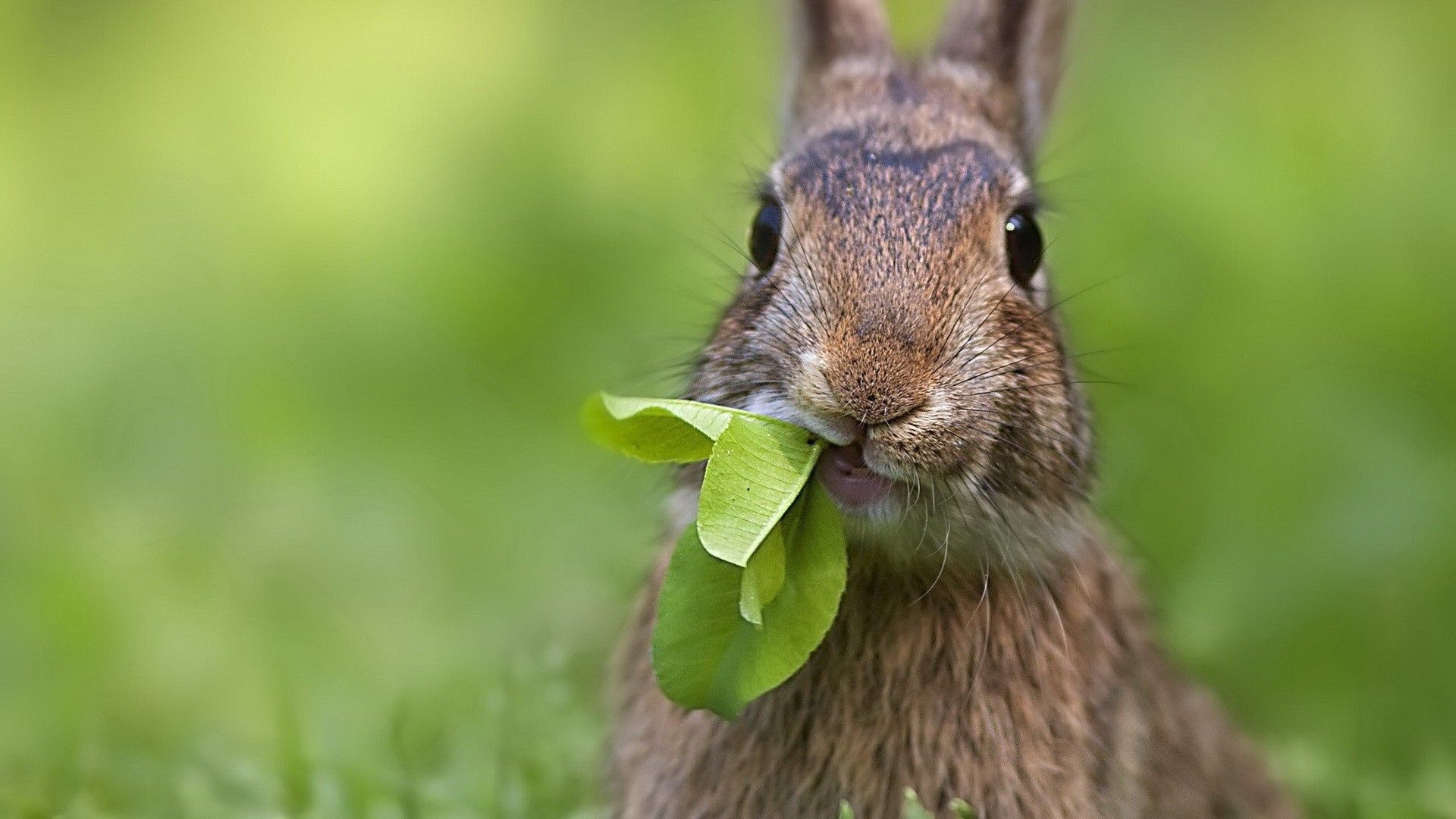 rabbits nature wildlife cute grass animal mammal little outdoors rodent fur wild