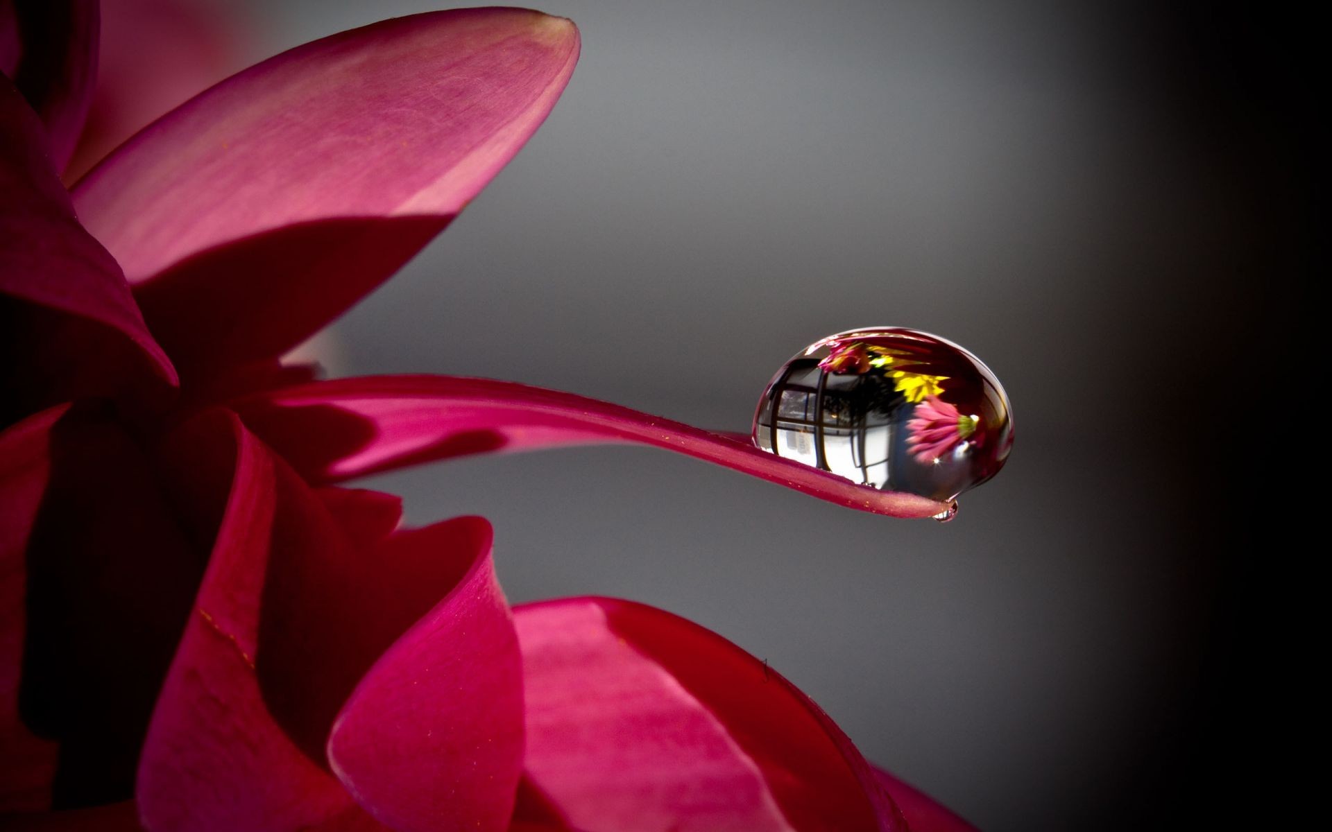 droplets and water flower leaf nature love bright flora romance beautiful color wedding