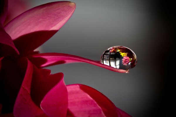 A drop of water on a red flower leaf