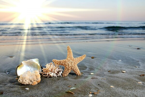 Conchiglie, coralli e stelle marine in riva al mare