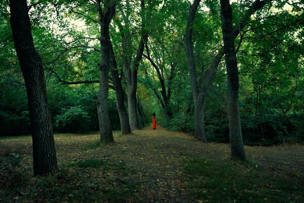 Fille en rouge dans la forêt sombre