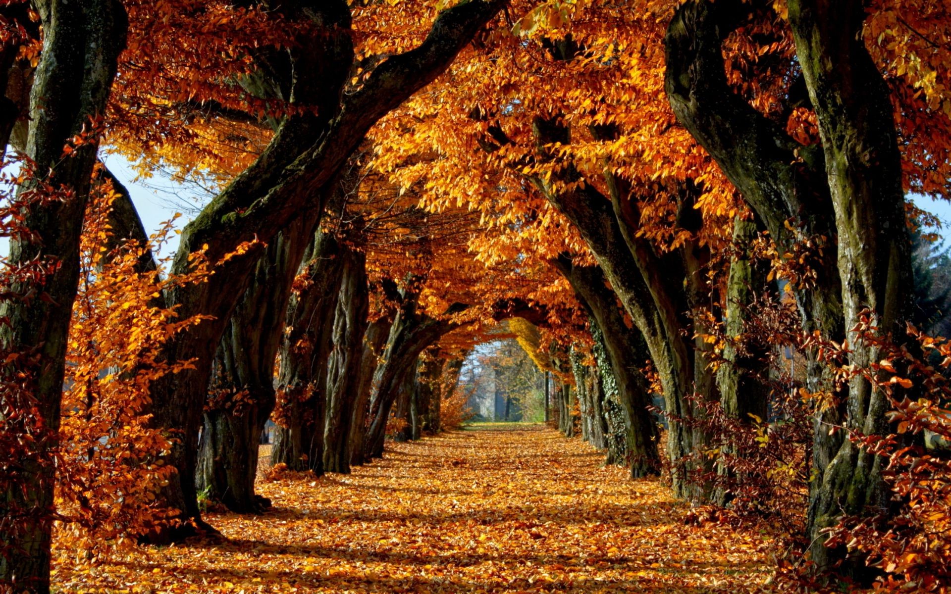 autumn fall tree leaf wood park nature maple landscape gold guidance season outdoors environment
