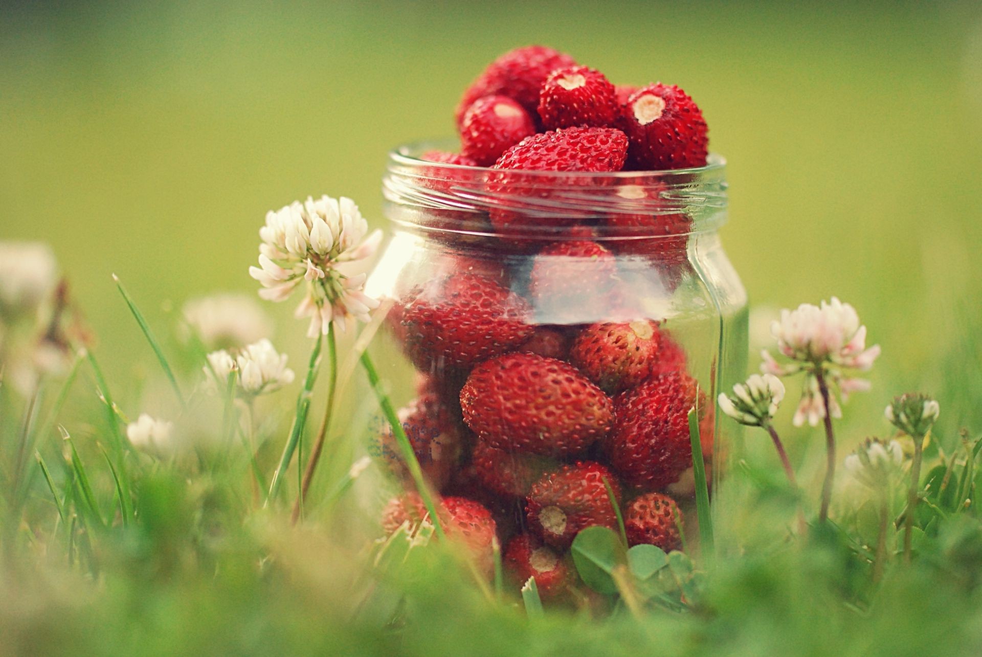 beeren obst sommer natur essen erdbeere beere blatt garten weide gesund schließen