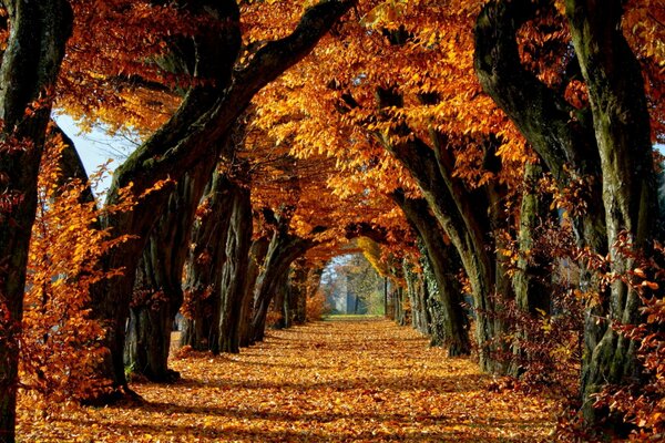 Arco de árvores na floresta laranja do outono