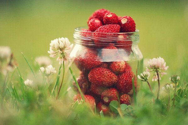 A jar of ripe strawberries on the grass