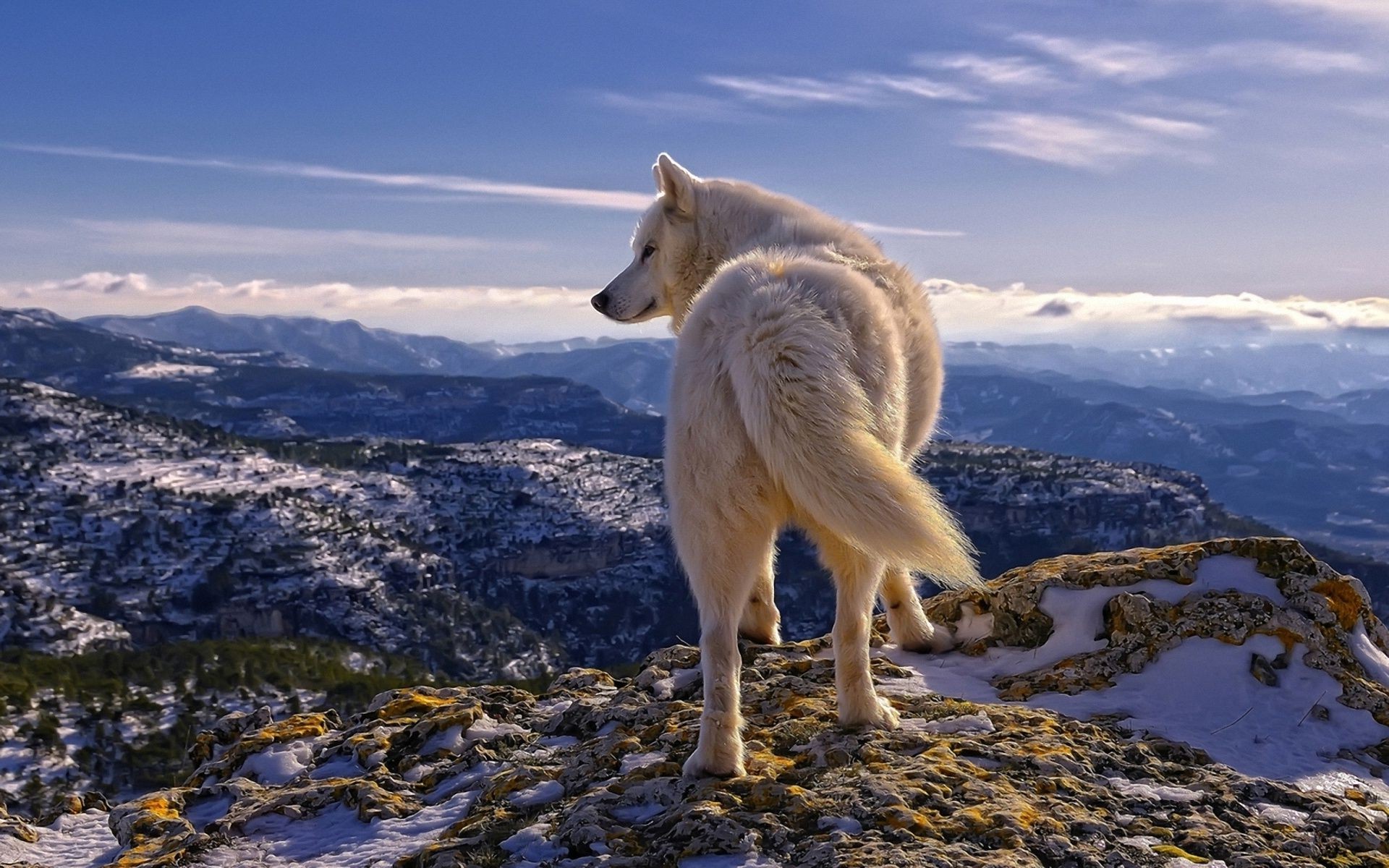 animais neve natureza ao ar livre gelado viajar montanha inverno céu paisagem água frio selvagem mamífero gelo