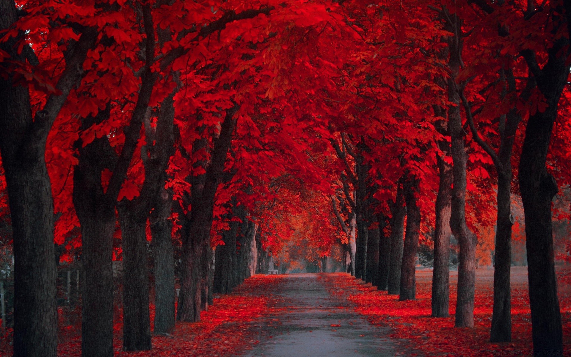 cuori foglia albero autunno illuminato luce raccapricciante