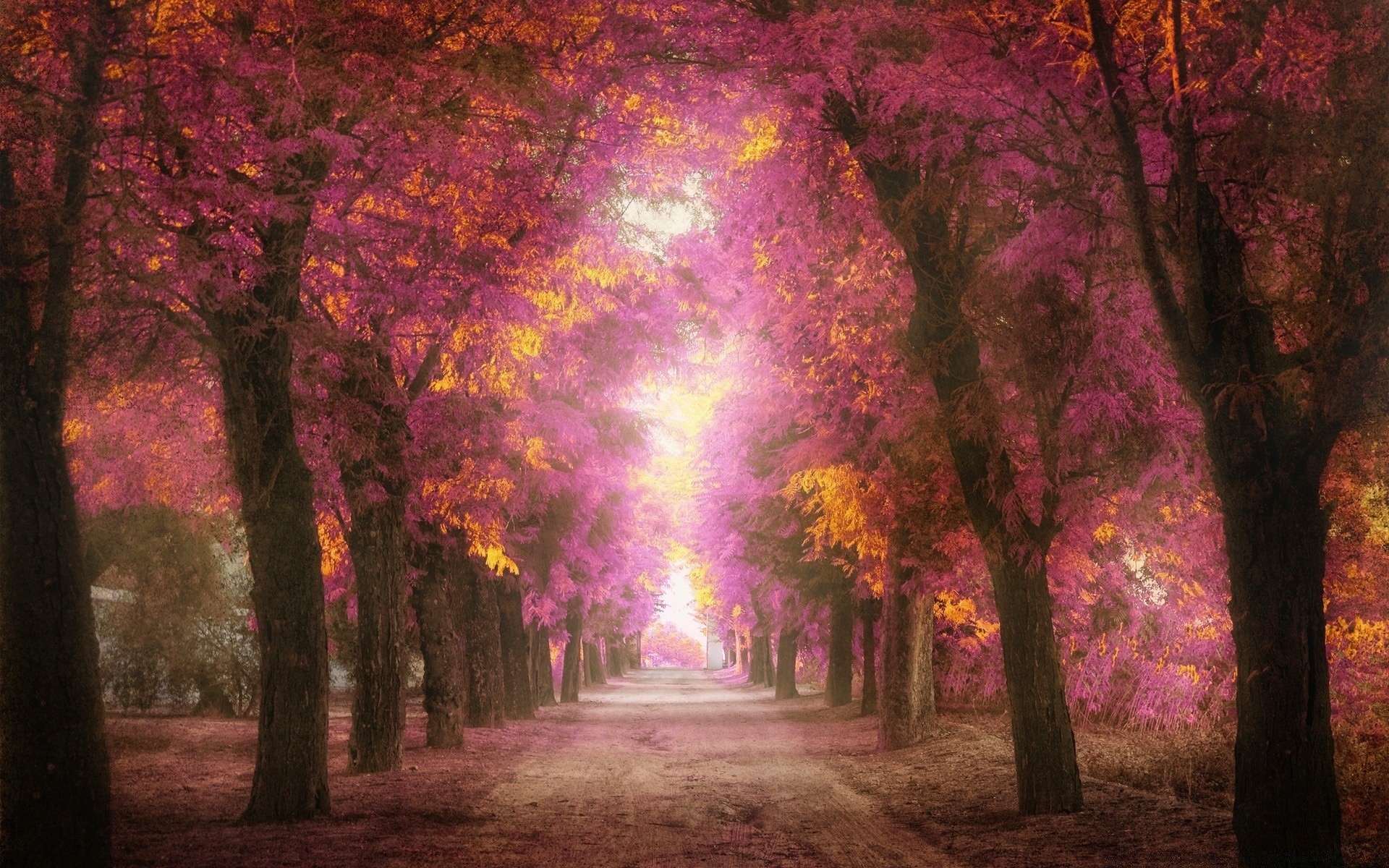 cuori albero nebbia paesaggio alba autunno sole parco nebbia luce foglia legno bel tempo