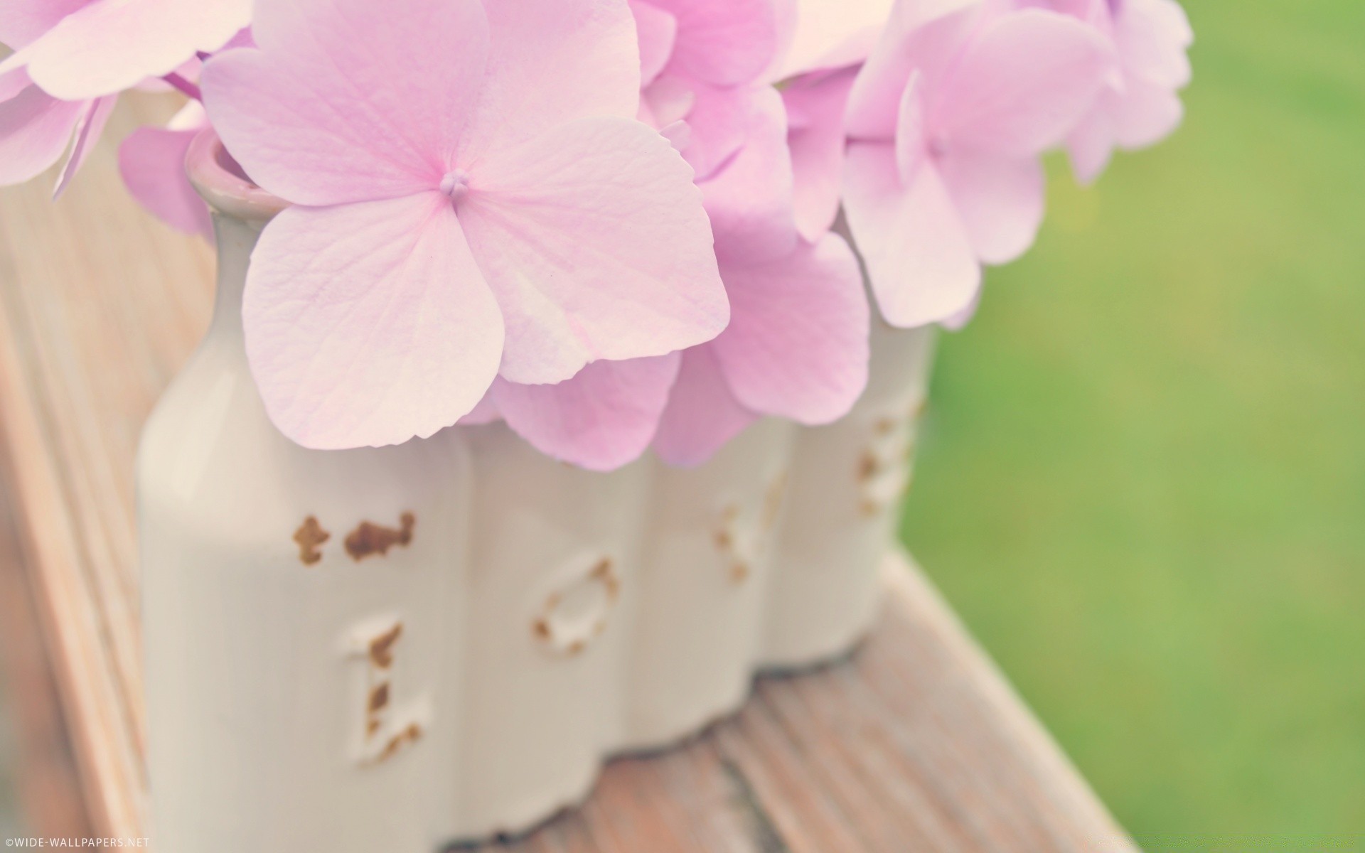 herzen natur sommer blume blatt hell im freien