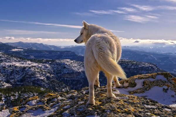 Weißer Wolf auf einem schneebedeckten Gipfel