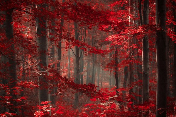 Bosque rojo para Escritorio