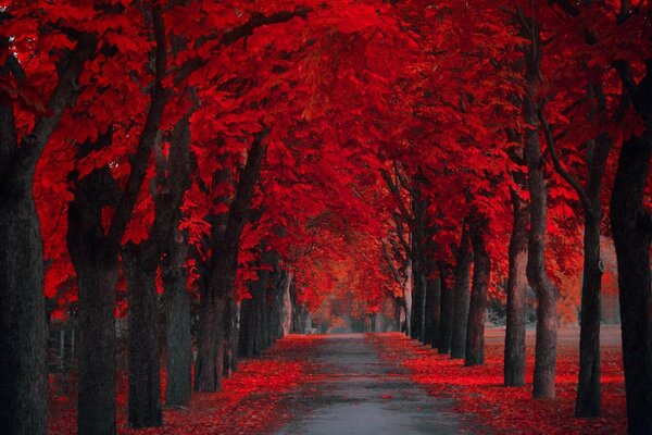 Allée parmi les arbres au feuillage rouge