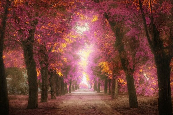 Parco autunnale al mattino presto