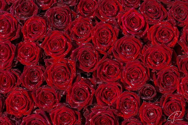 Beaucoup de roses rouges