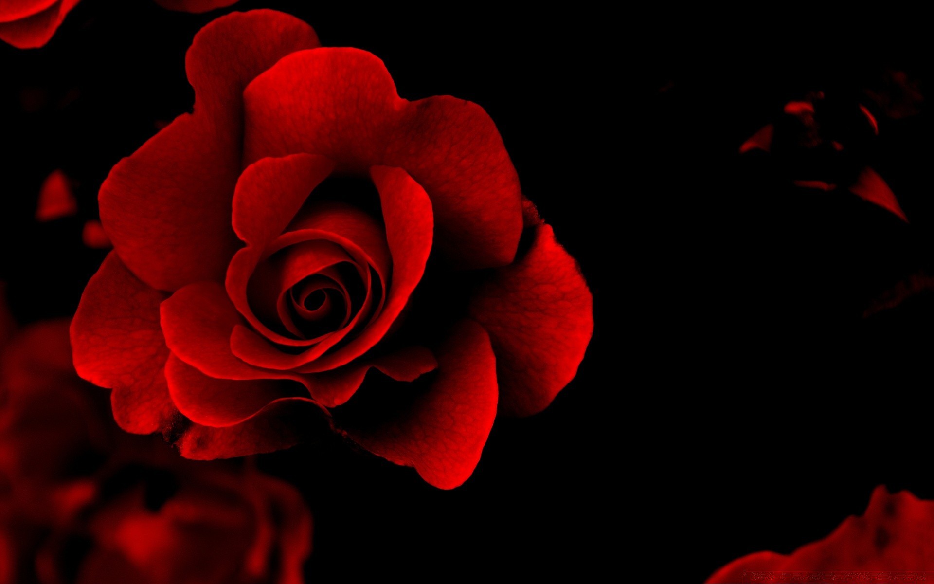 hearts rose flower color petal floral love beautiful desktop blooming romance flora