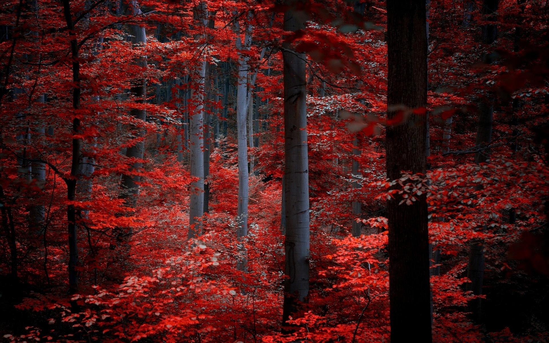 serca jesień liść drzewo drewno klon park krajobraz