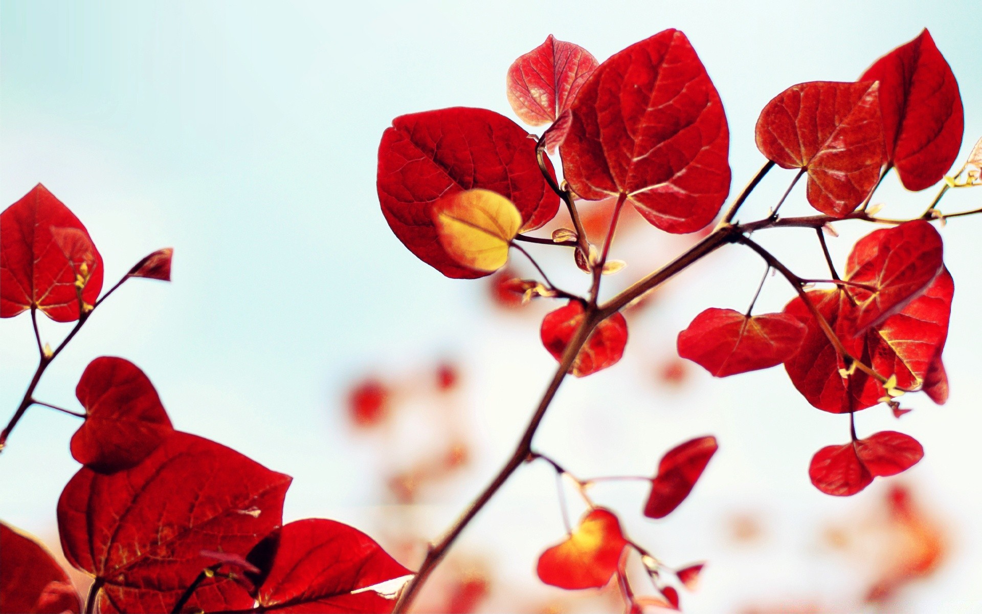 coeurs feuille nature saison flore lumineux couleur à l extérieur hiver branche jardin été arbre gros plan automne décoration