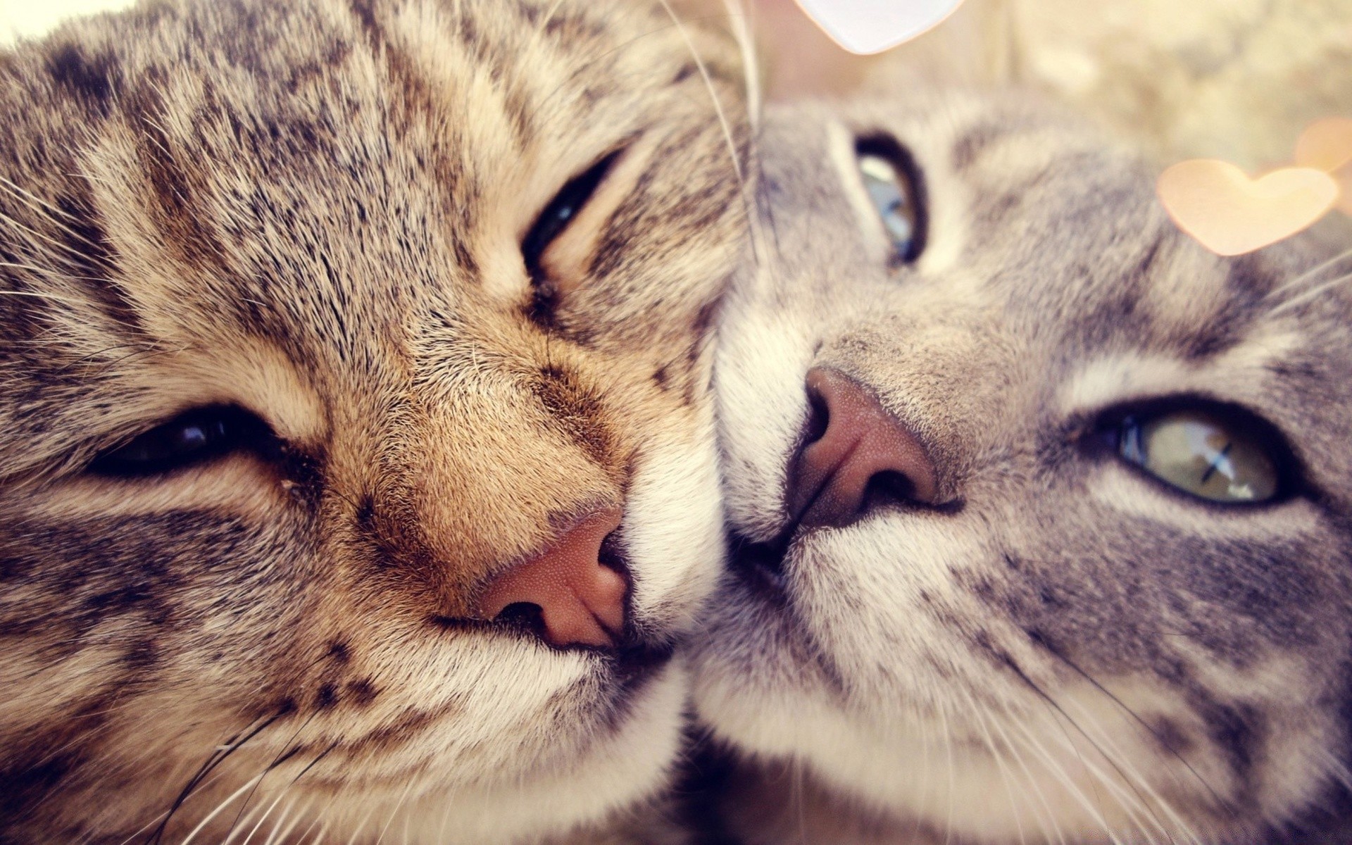 herzen katze tier fell kätzchen auge säugetier niedlich porträt schnurrbart haustier tabby inländische haare flaumig streifen natur suchen suchen flauschig wenig