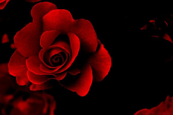 Rote Rose ist eine Blume der Liebe