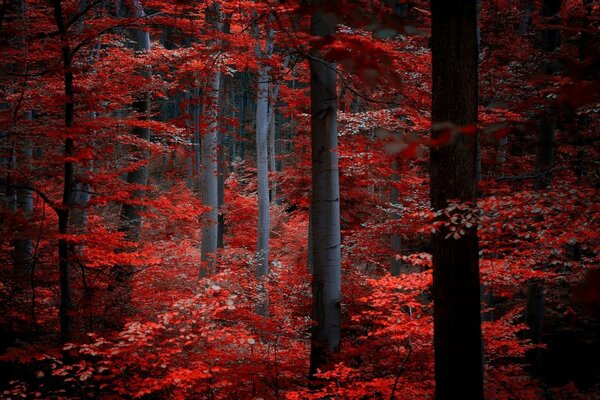 Tronchi d albero scuri con foglie rosse