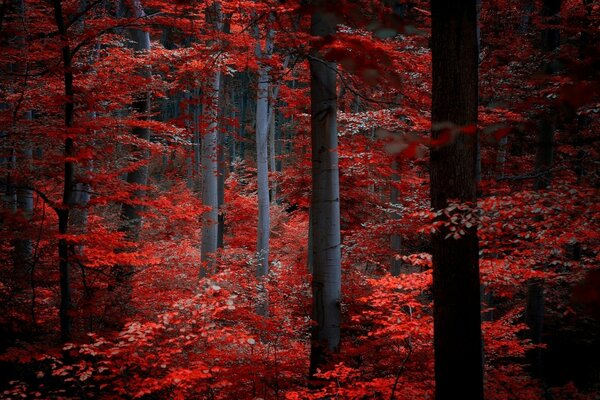 红色叶子的深色树干