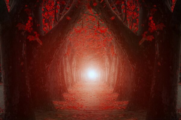 The light at the end of the tree tunnel