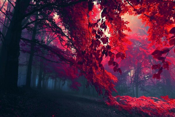 Light shining through the leaves of trees with red leaves