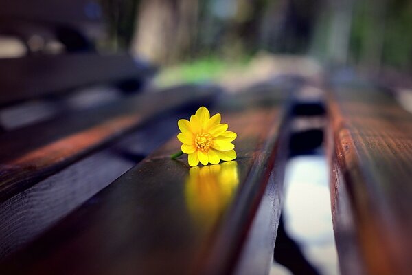 Blurry illustration of a flower on a bench