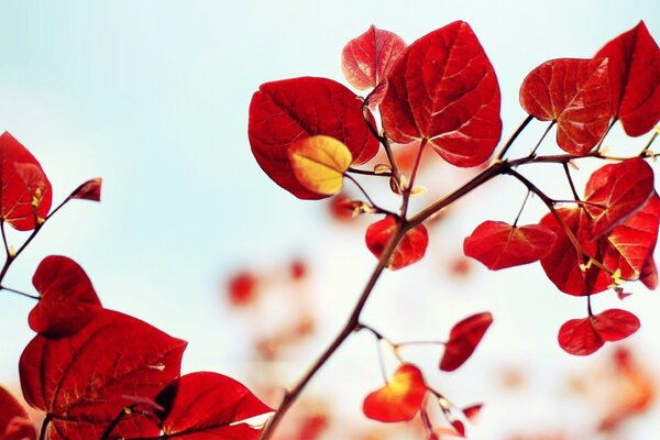 Colori vivaci di autunno caldo