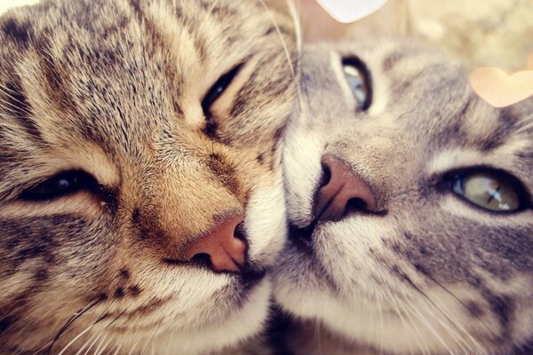 Cute cats on the desktop