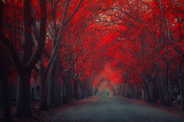 Ruelle rouge sur le bureau