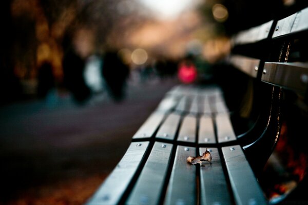 Gaze from the bench looking into the distance