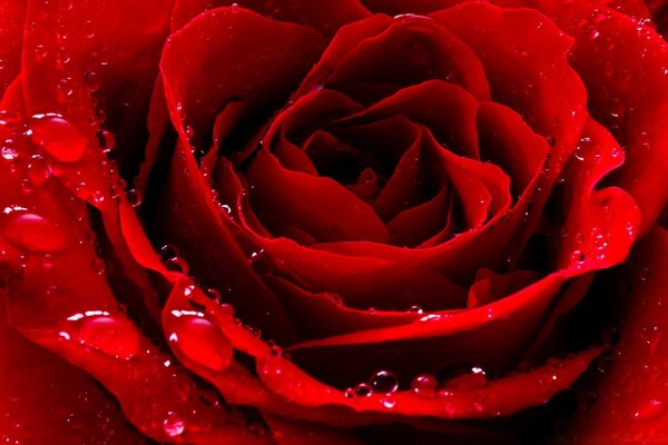 Hermosa rosa roja con gotas de agua