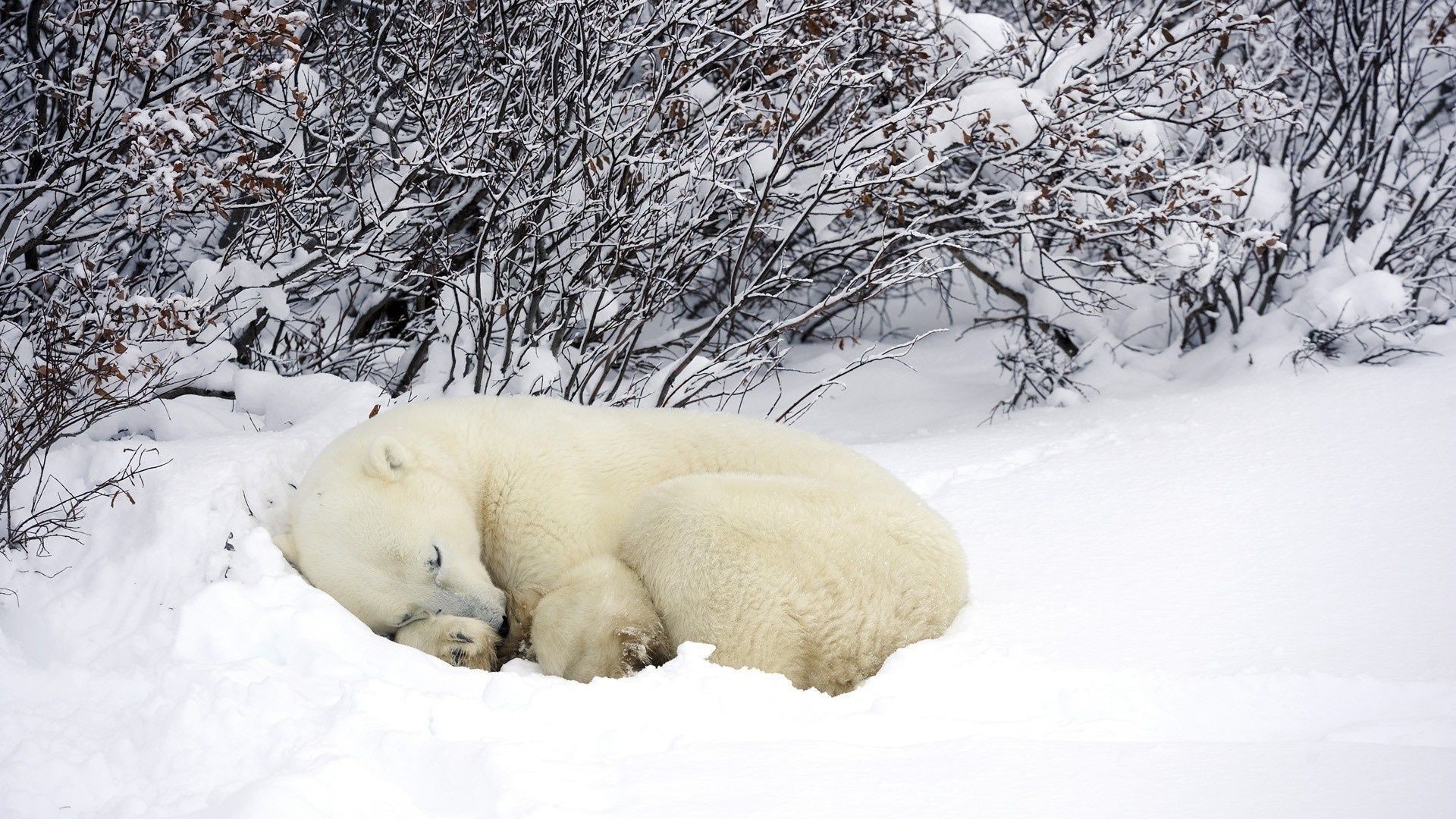 bears snow winter cold ice frost frosty frozen nature outdoors season weather tree wood snowdrift snow-white polar