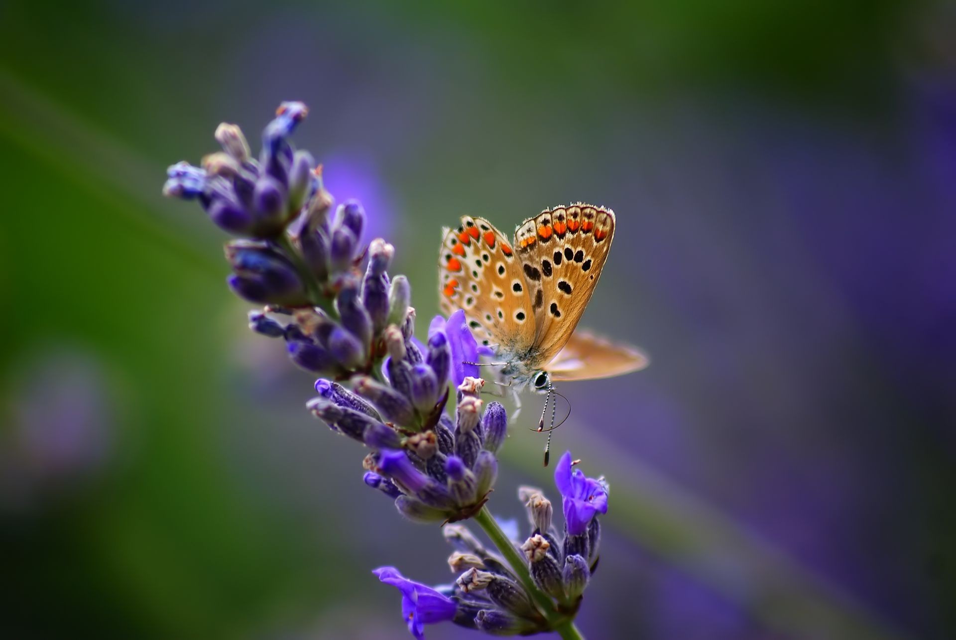 insects butterfly nature flower insect summer flora outdoors leaf garden lavender