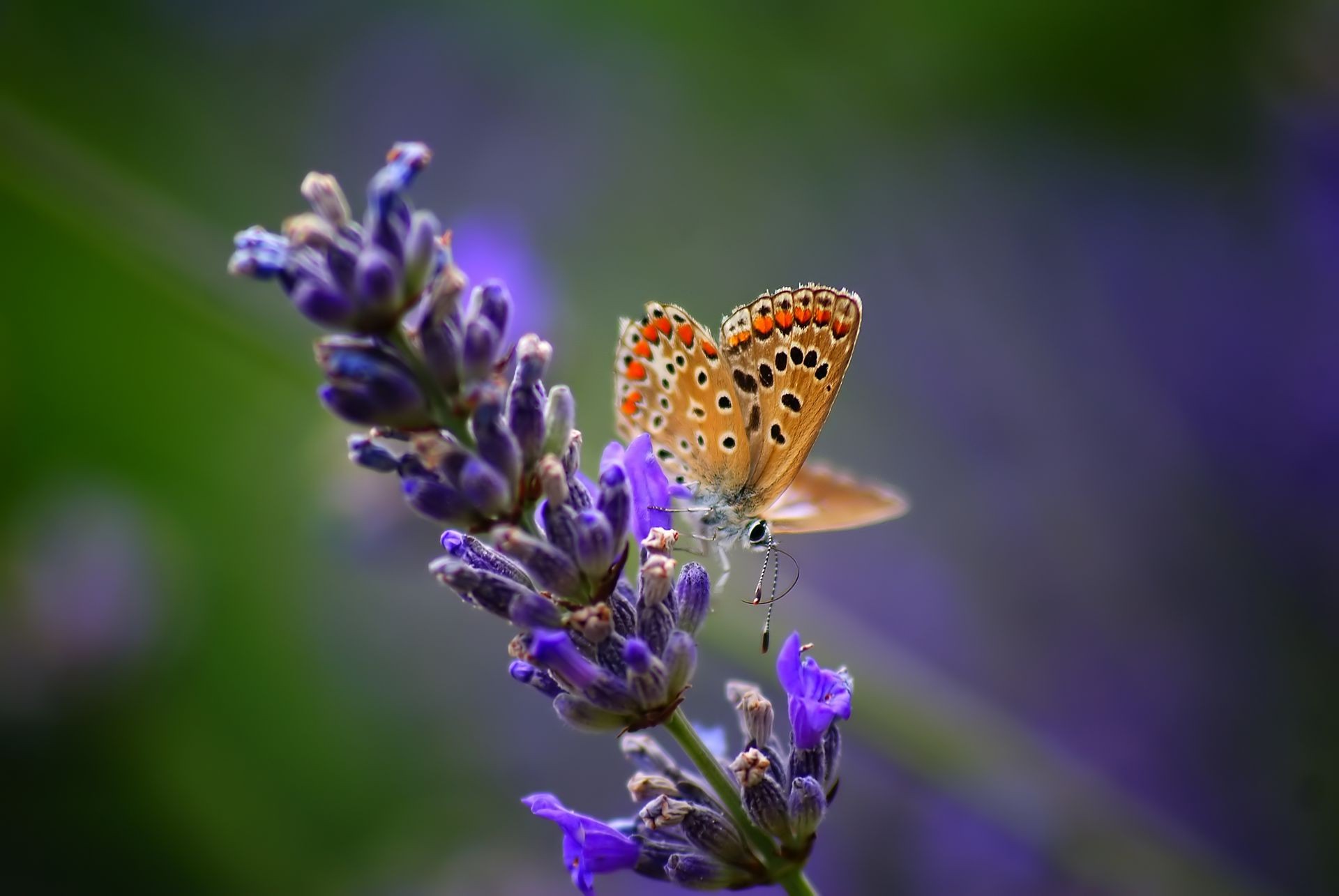 insetos borboleta natureza flor inseto verão flora ao ar livre folha jardim lavanda