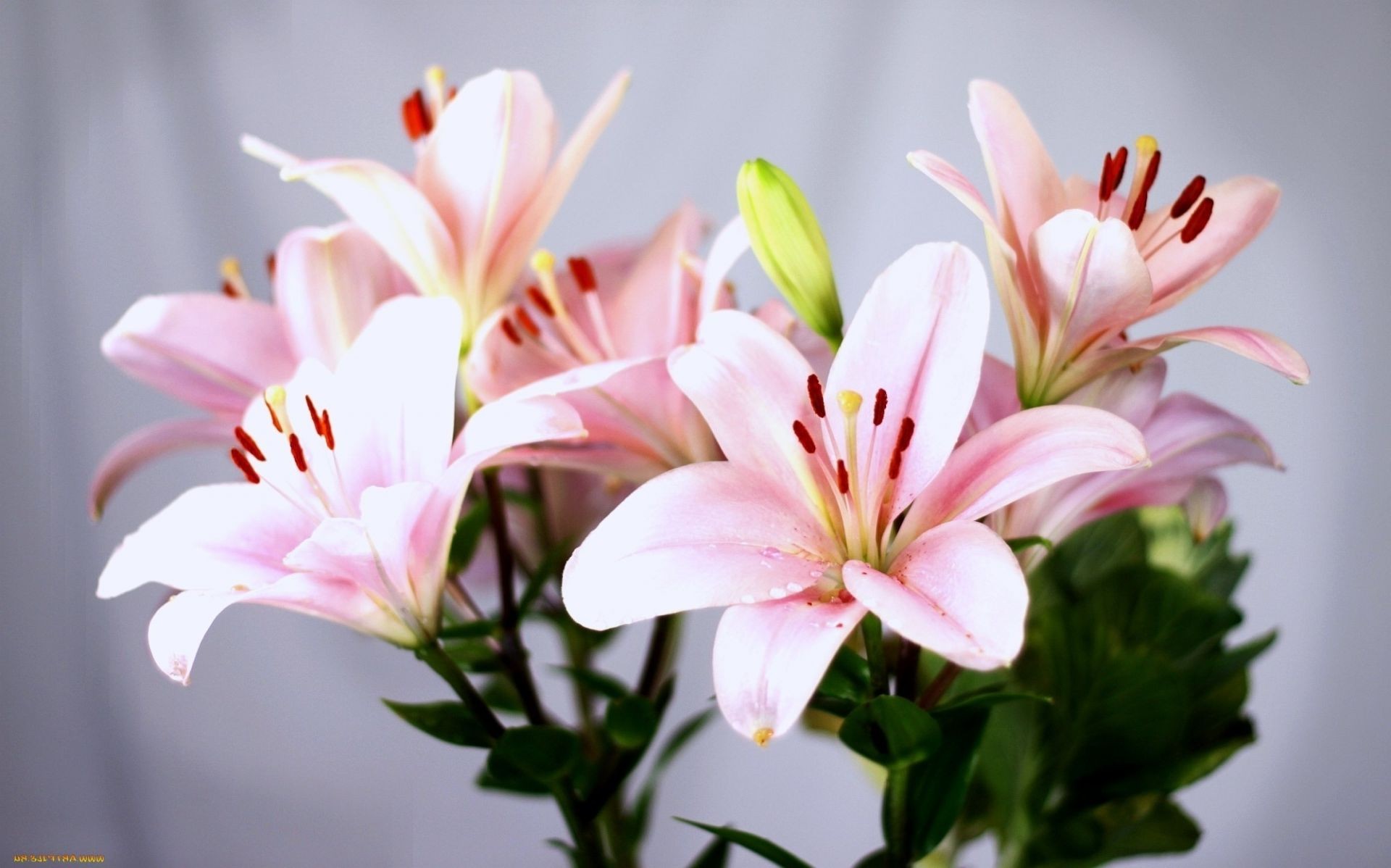 百合花 自然 花 叶 植物 夏天 花瓣 生长 花束 明亮 精致 花园 盛开 花卉 爱情