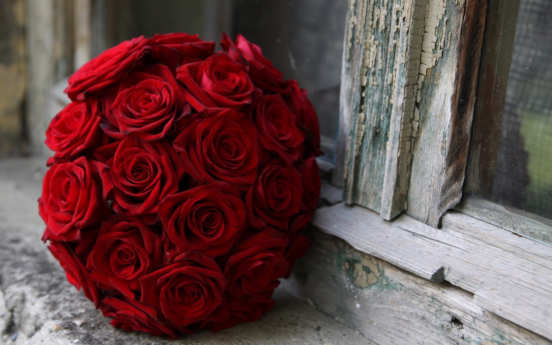 corazones rosa flor amor boda romance pétalo ramo floral regalo romántico decoración flora bluming aniversario naturaleza