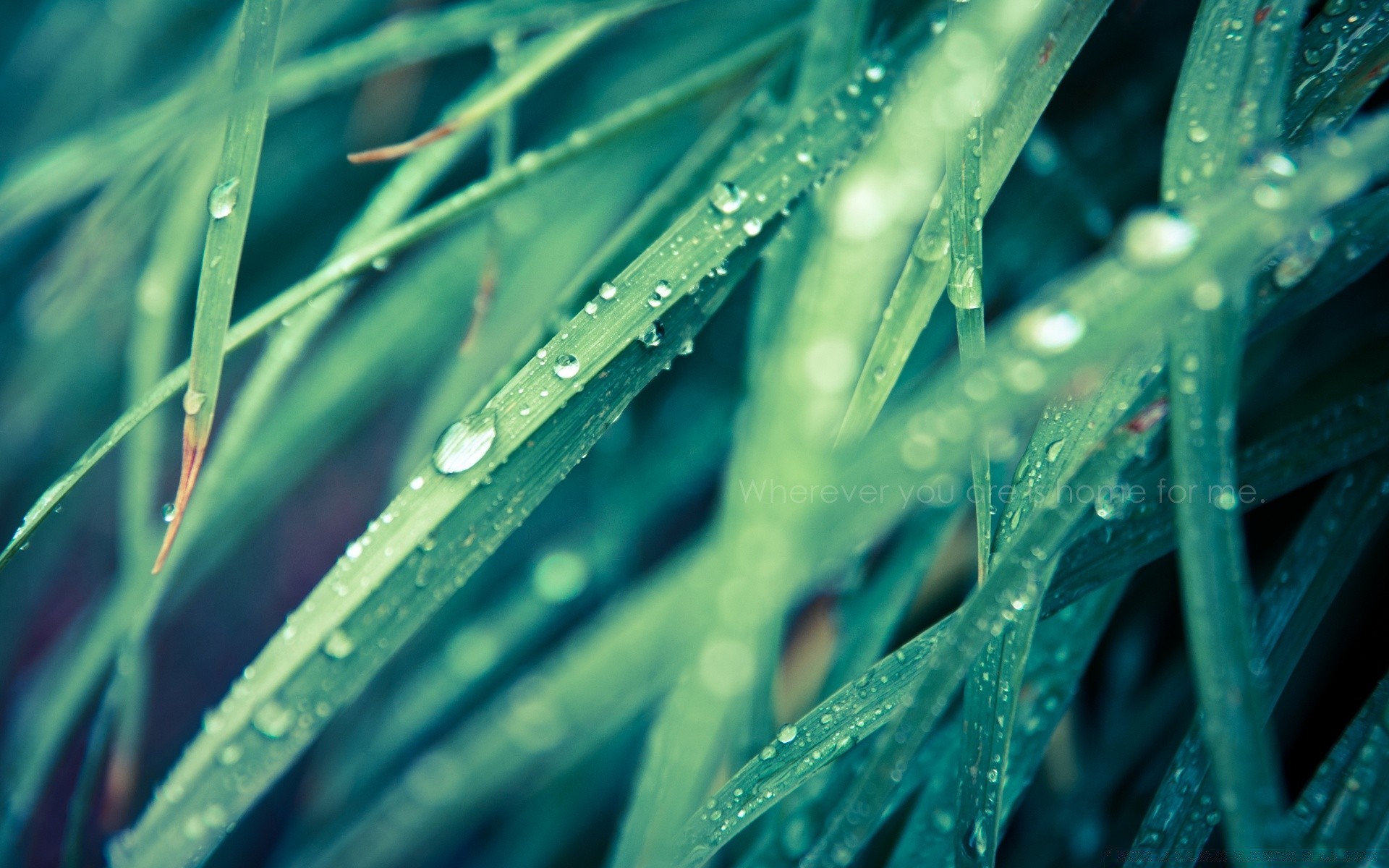 hearts rain dew drop leaf wet water droplet flora growth nature freshness raindrop texture color