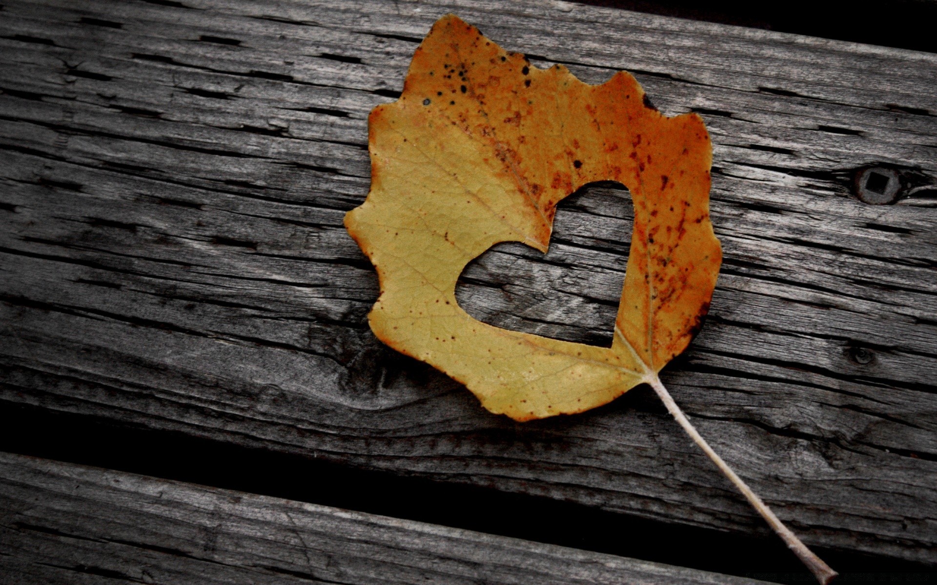 cuori legno legno desktop vecchio bordo struttura rustico primo piano autunno cibo